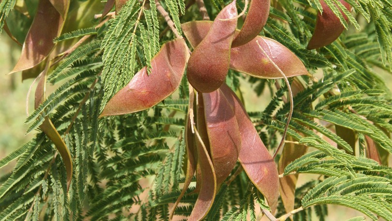 Aqualicia Bio