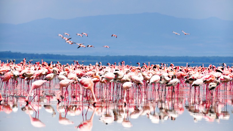 Flamingos Flower Of Sun