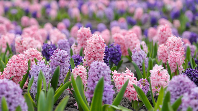 Hyacinths
