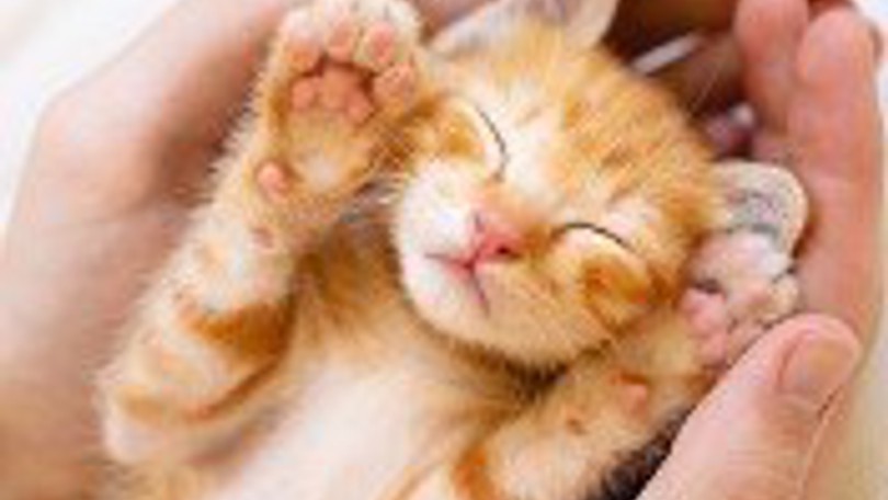 Kitten Held In Hands