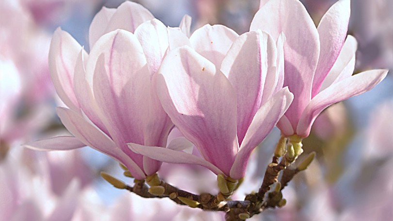 Magnolia