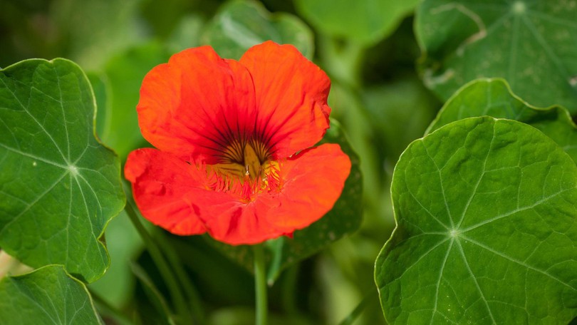 Nasturtium Canva Web
