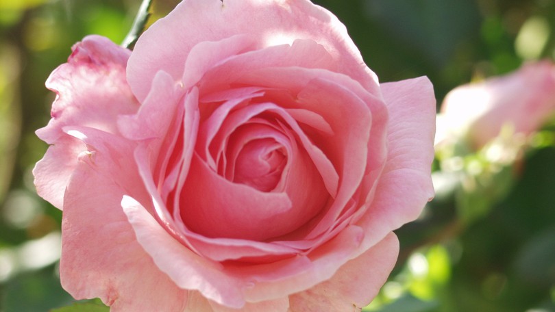 Pink Rose