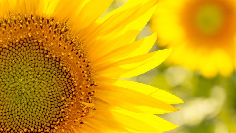 Sunflower I Stock 1159988164