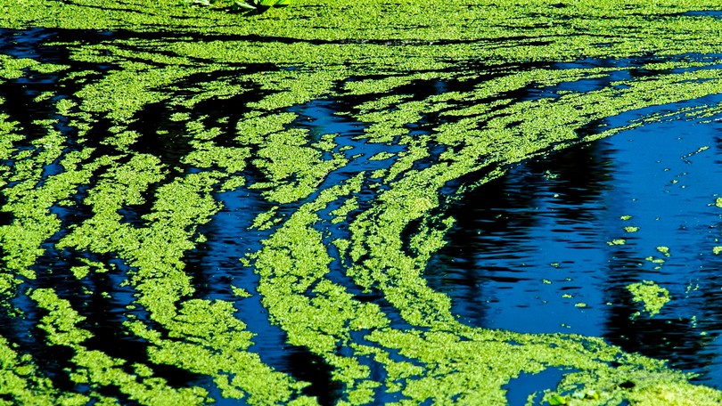 Algaenia