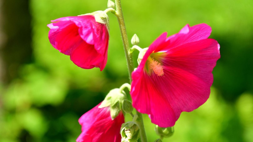Althaea rosea flower canva