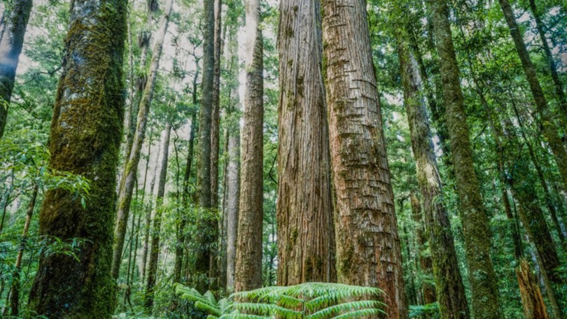 Bark Up Tree