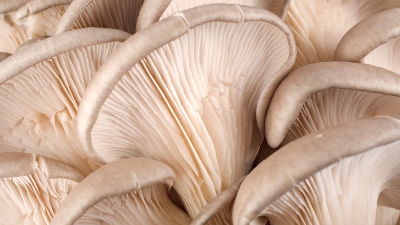 Fungi Fav