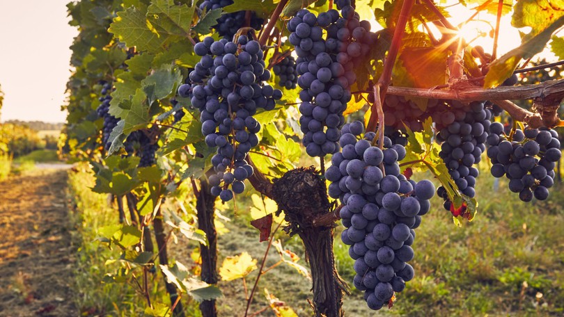 Grape vine canva