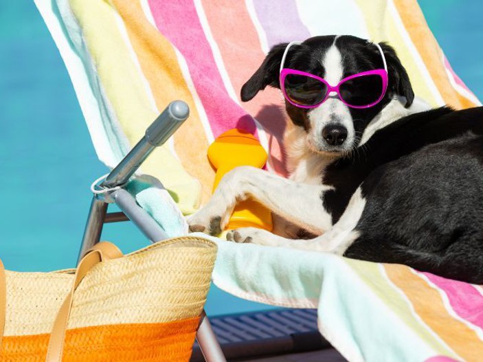 Dog pool canva 1