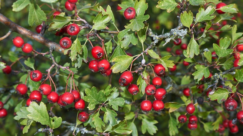 Provital Article Hawthorn Canva