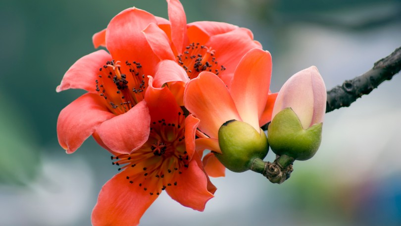 Vaginal Flora